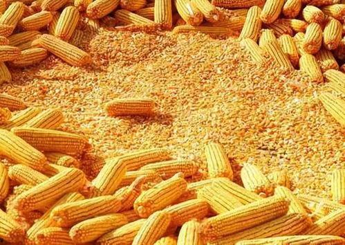 玉米最新爆料,揭秘玉米产业的最新动态与未来趋势 第3张 玉米最新爆料,揭秘玉米产业的最新动态与未来趋势 第3张